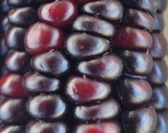 50+ Organic Jimmy red Corn Seeds, For Planting Harvested  2023. Home grown In CA, Free shipping