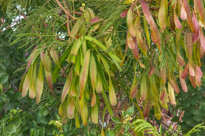 100 Organic Leucaena Leucocephala seeds Lead Tree, River tamarind, Ipil-Ipil ,Home grown in California USA, Harvested summer 2023 image 8