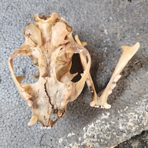 May include: A detailed view of a cat skull, showcasing the natural bone structure and teeth. The skull is a light beige color, with visible sutures and openings. The jawbone is detached, revealing the teeth.