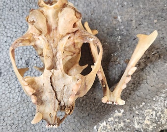 May include: A detailed view of a cat skull, showcasing the natural bone structure and teeth. The skull is a light beige color, with visible sutures and openings. The jawbone is detached, revealing the teeth.