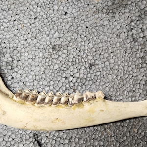 May include: A bone jaw with visible teeth. The jaw is off-white with brown teeth and is positioned on a textured gray surface. The jawbone is a natural, anatomical specimen.