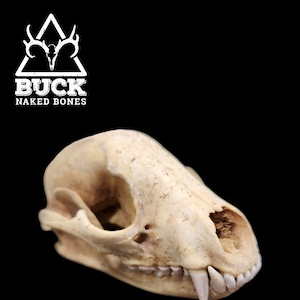 Raccoon Skull Beetle Cleaned - Real Bone - Grade A