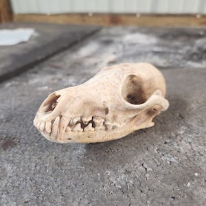 May include: Close-up of a white animal skull with teeth. The skull is lying on a rough, gray surface.