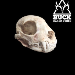 Bobcat Skull - Beetle Cleaned - Grade A - Real Bone