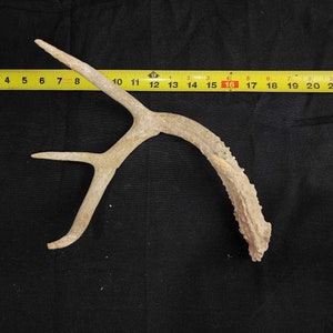 Whitetail Deer Antler Shed - 2