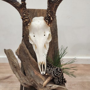 Custom Barn Wood Hand-Crafted Deer Skull European Mount Plaque