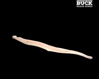 Coyote Baculum