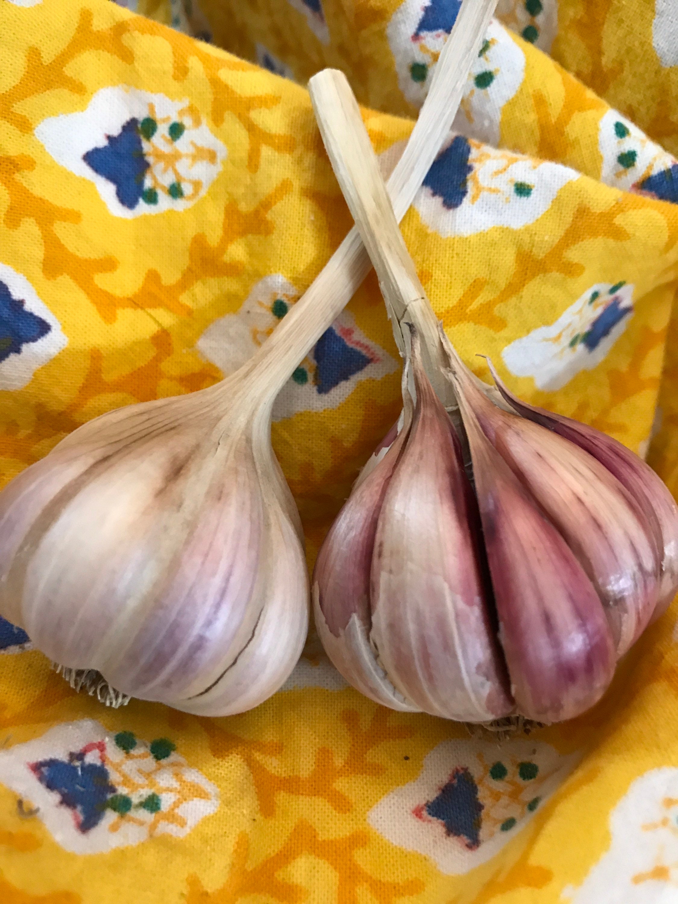 Spanish Roja Garlic Bulbs