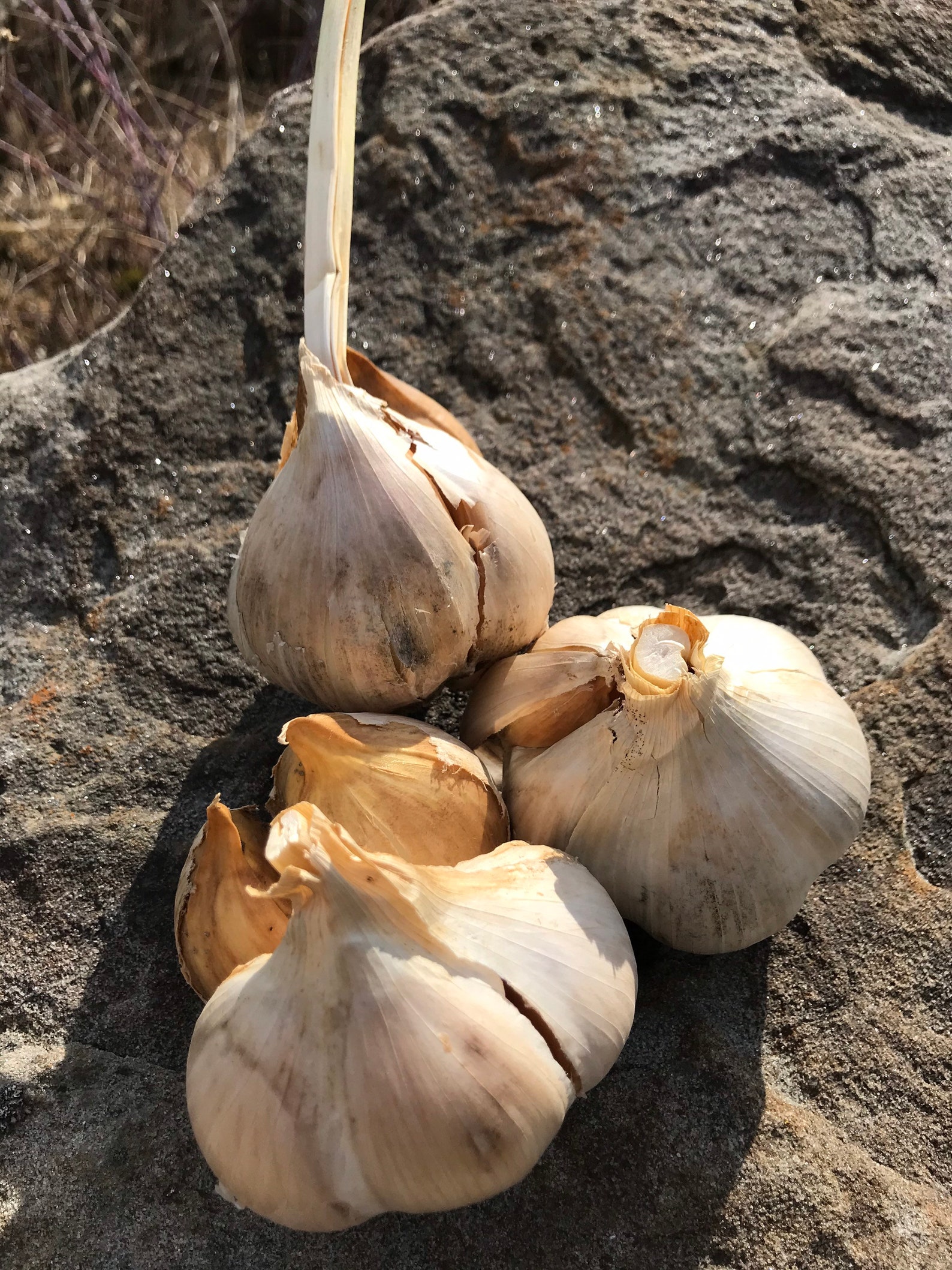 Elephant Garlic Etsy