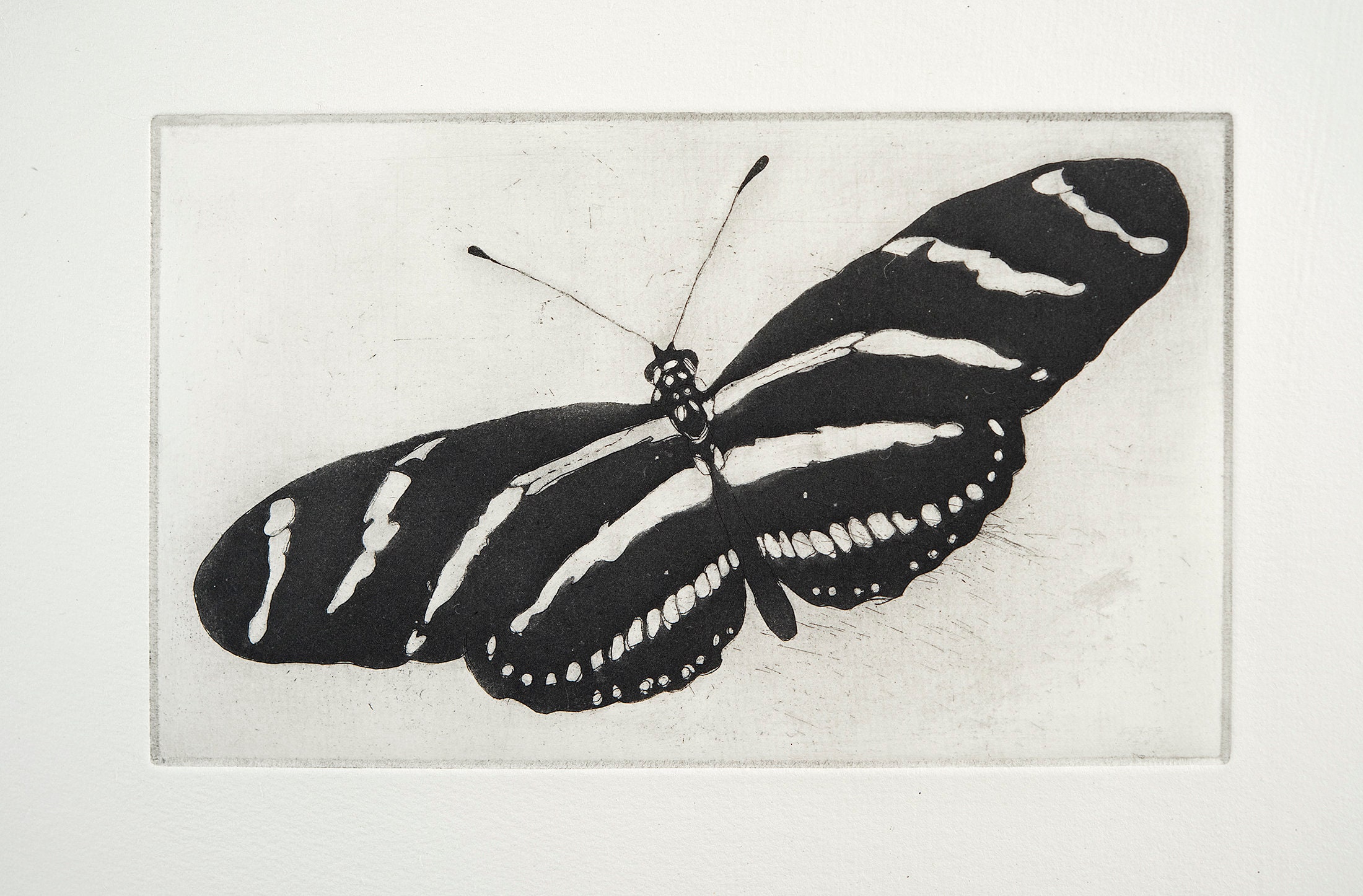 【中古】 Butterflies Zebras ＆ Moonbeams Nucultures The Zebra Butterfly 1934 Butterflies Of America Antique