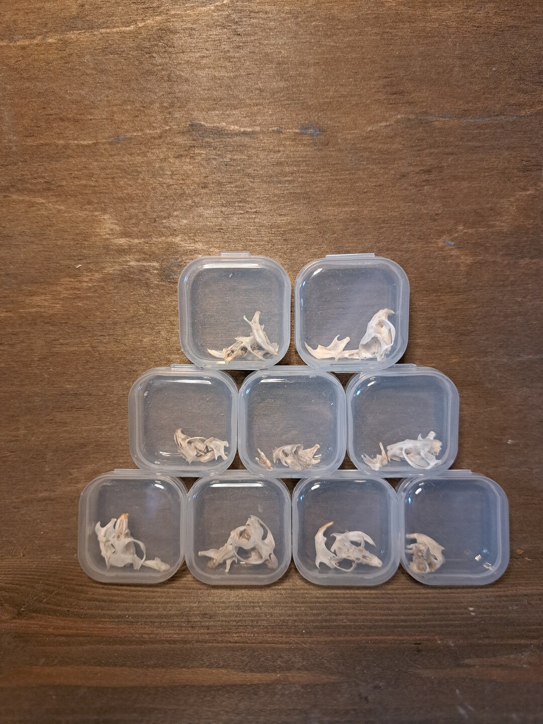 Mouse Skull Vole Skull Animal Skull Small Animal Skull Etsy UK