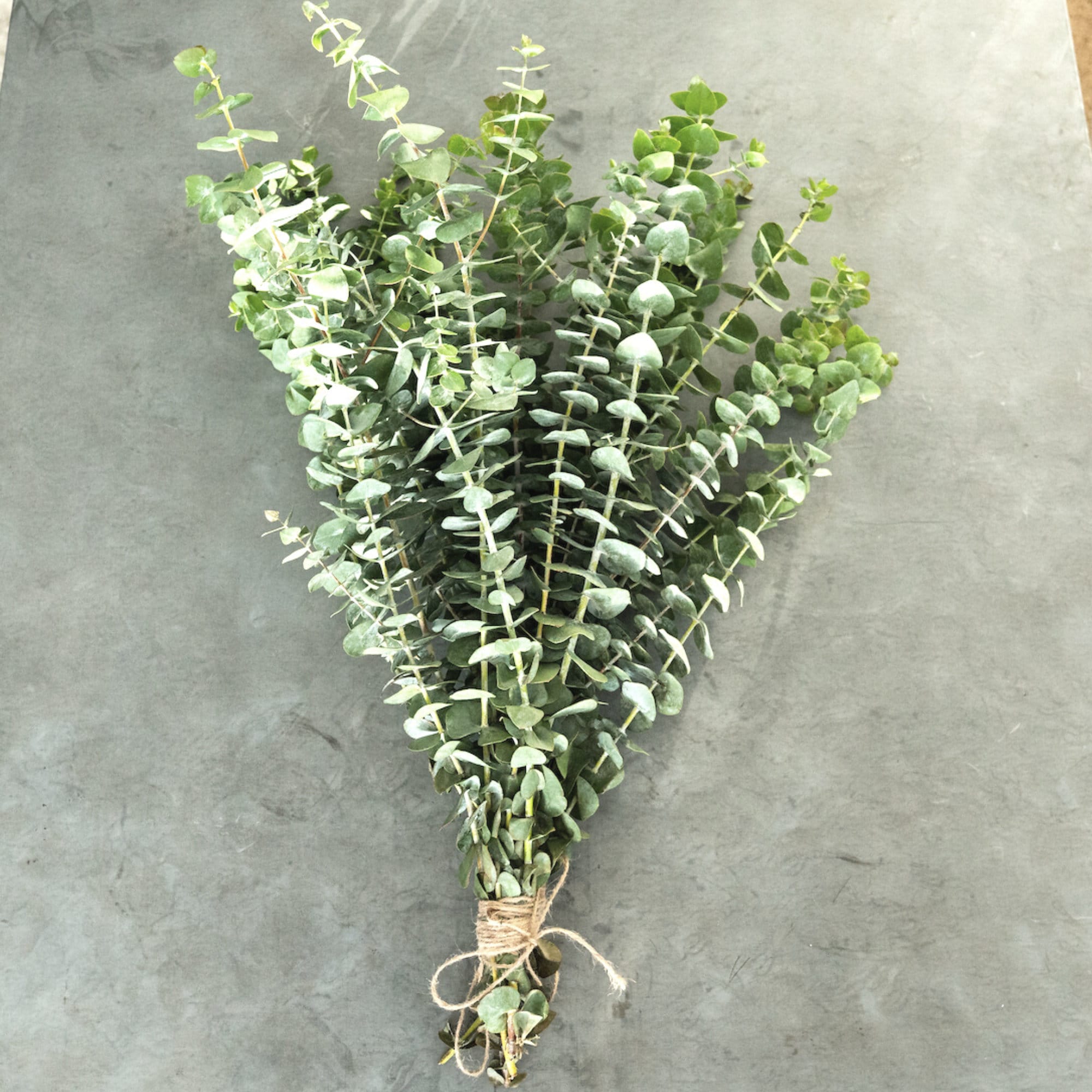 Fresh Eucalyptus Shower Large Bundle in Box FREE US SHIPPING Etsy