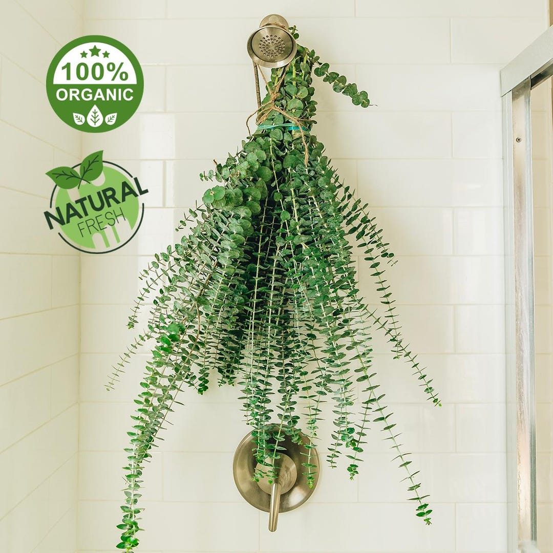 Fresh Eucalyptus Shower X-large Bundle | FREE US SHIPPING | 100% ...