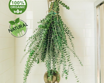 Fresh Eucalyptus Shower X-Large Bundle | FREE US SHIPPING | 100% Natural Handpicked Eucalyptus, Home-Spa Aromatherapy