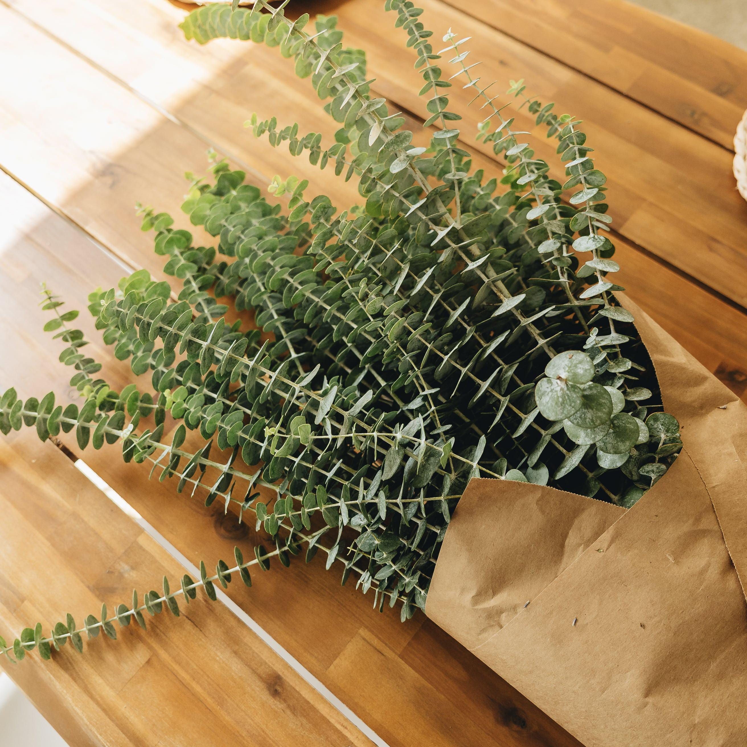 Fresh Eucalyptus Shower X-large Bundle | FREE US SHIPPING | 100% ...