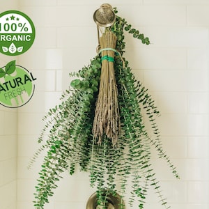 Fresh Eucalytpus And Lavender Bouquet For Shower | Dried And Aromatic Lavender | Fresh And Fragrant Eucalyptus | 100% Natural | Self Care Shower Hanging Plant For Decor And Bath Picked