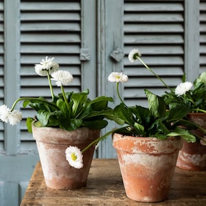 May include: Three terracotta pots with white daisies in bloom, sitting on a wooden table in front of a closed, light blue shuttered window.