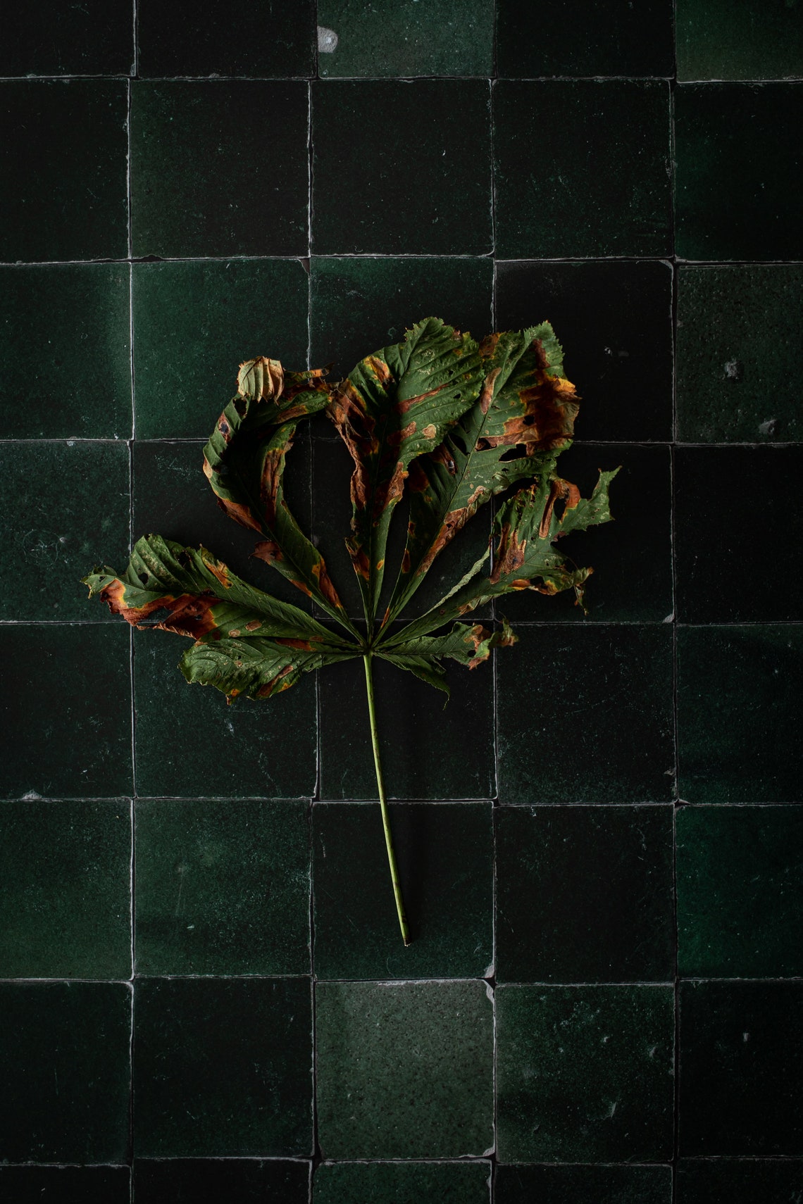 Tile Photography Backdrop Green Backdrop Tiles Backdrop Etsy