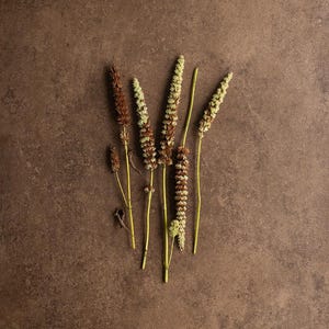 Può includere: Vista dall'alto di diversi steli di fiori secchi con capolini marroni e bianchi. I gambi sono di colore giallo-verde pallido. Lo sfondo è marrone screziato.