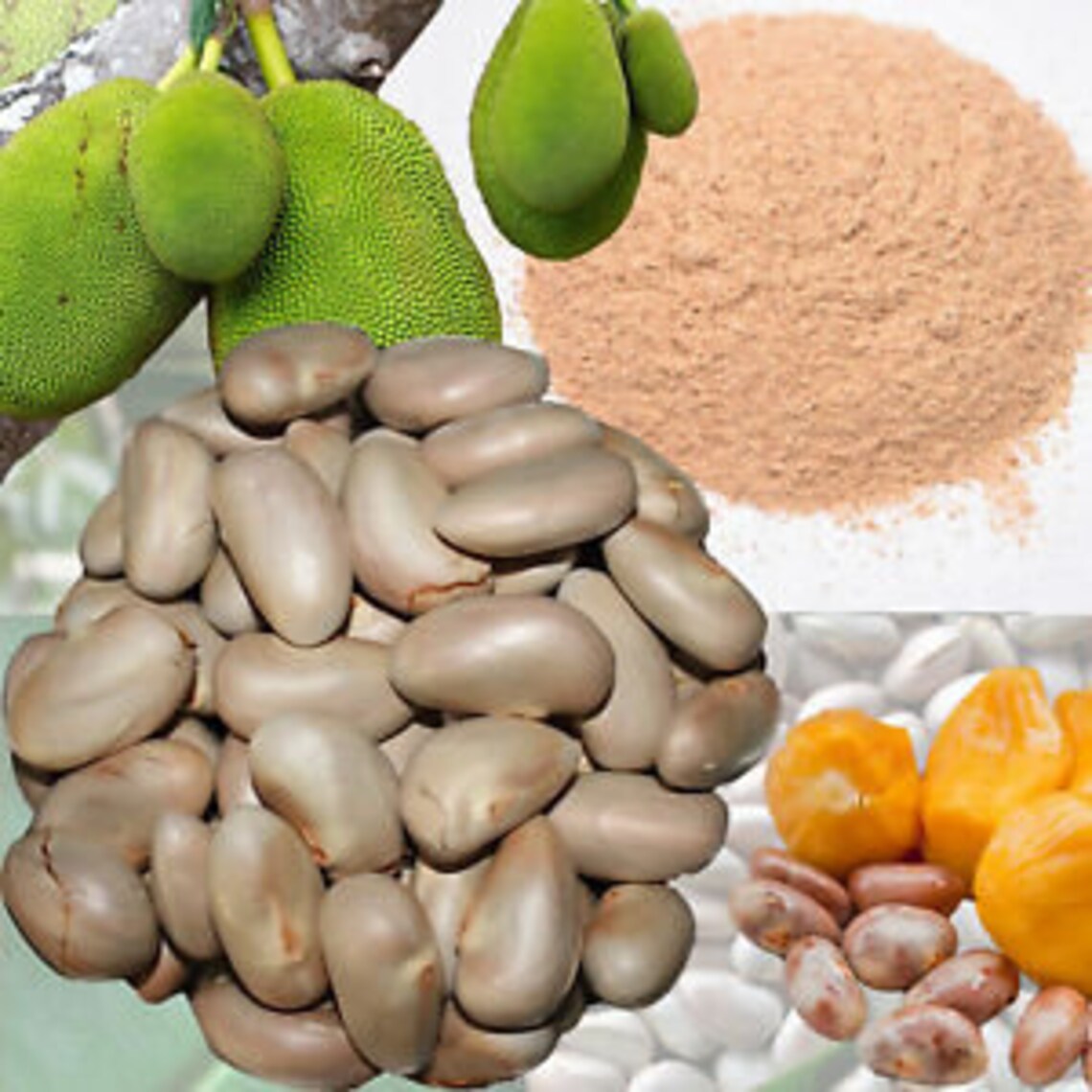 Jackfruit Seed Powder /Home Made /dietary fiber/ 100 Pure and Etsy