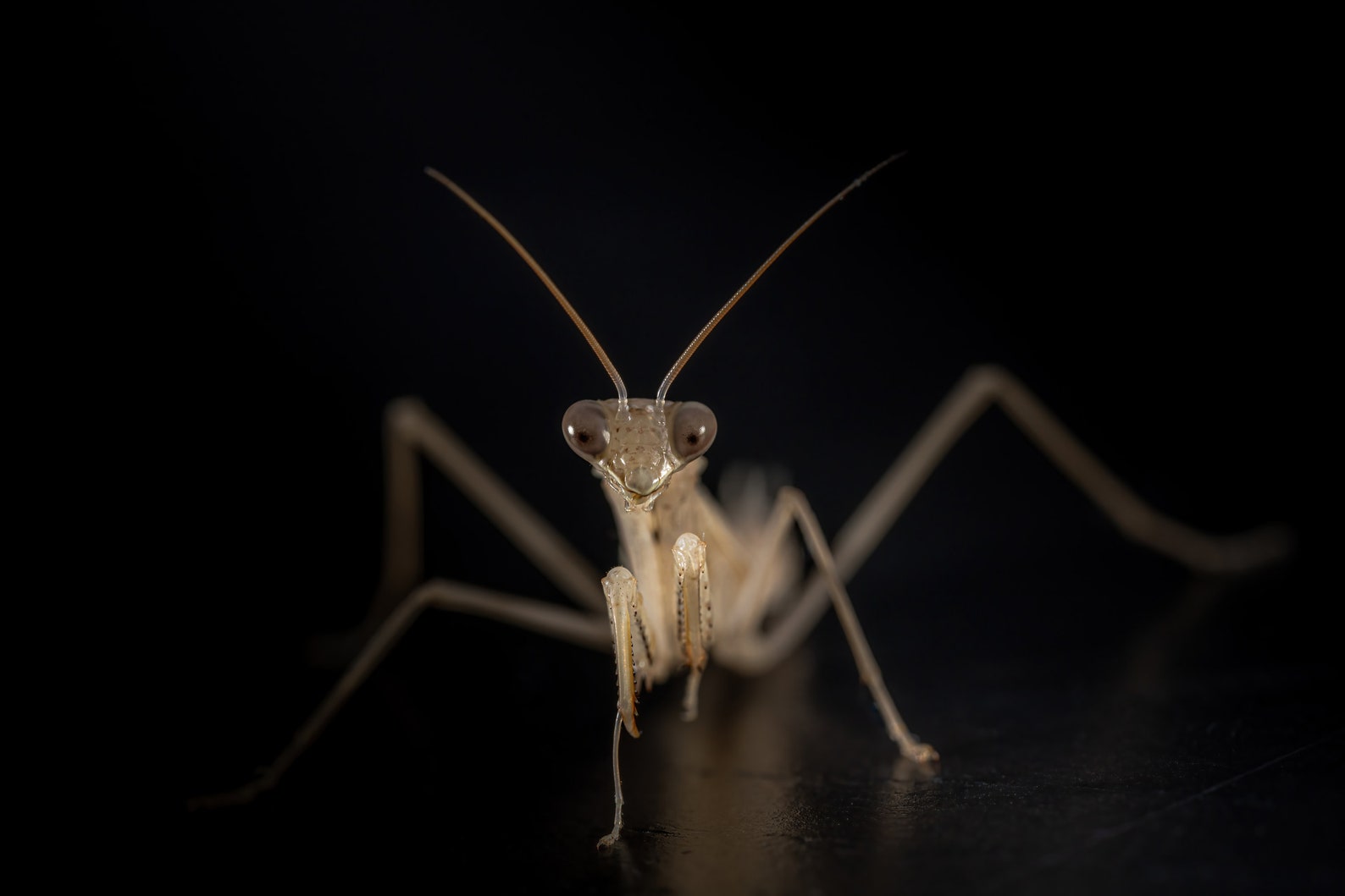 DIY Macro Photography Diffuser Files - Enhance Your Close-up Shots - Etsy