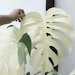 Monstera Albo white Tiger Deliciosa Varigated Node Cutting Wet Sticks 