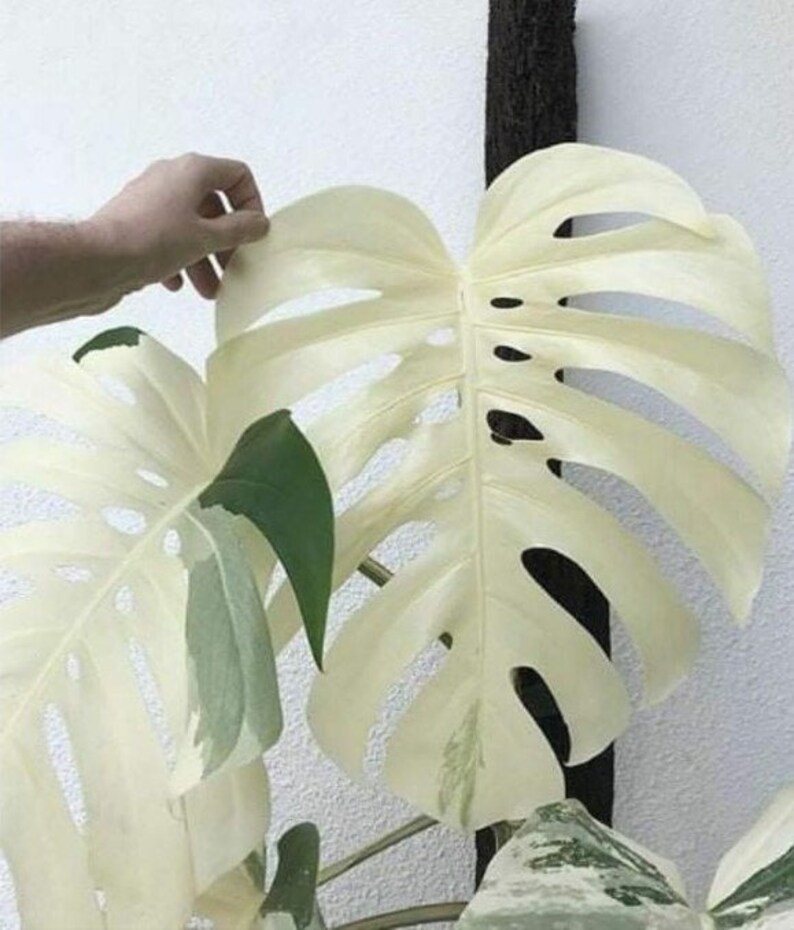 Monstera Albo white Tiger Deliciosa Varigated Node Cutting Wet Sticks 