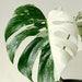 10+ Monstera white Tiger Plant seeds 
