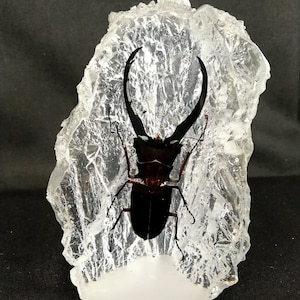 Real Beetle In Resin Paperweight (Cyclommatus Metalifer)