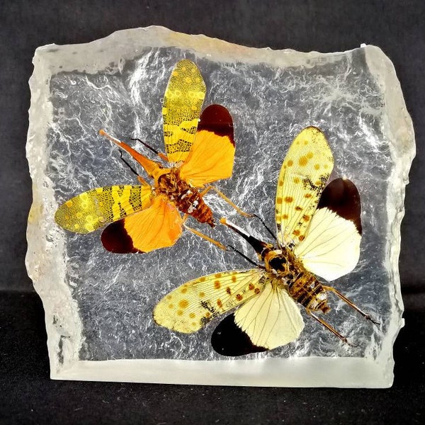 Real Insect In Resin Paperweight (Pyrops karenius/ Pyrops spinolae)t
