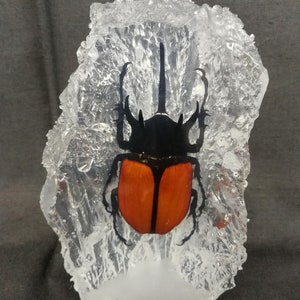 Real Beetle In Resin Paperweight