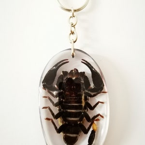 Real Scorpion Key chain