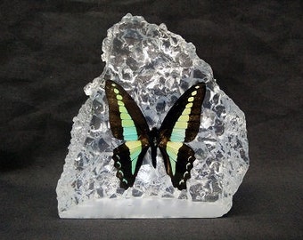 Real Butterfly In Resin Paperweight Blue Bottle