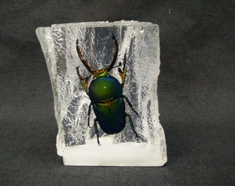Real Beetle In Resin Paperweight (Green Stag)