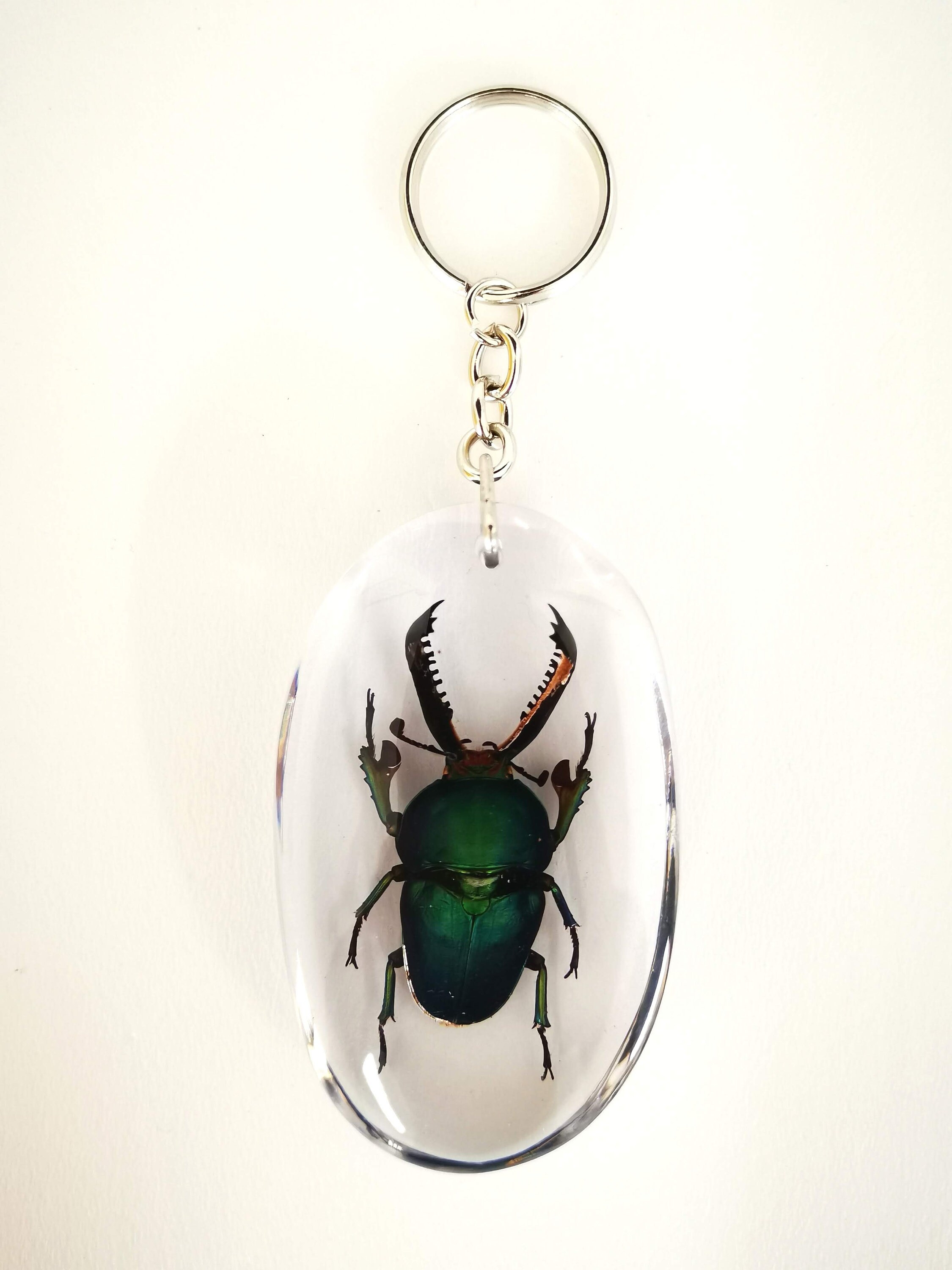 Real Beetle Key chain Green Stag