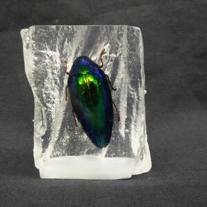 Real Beetle In Resin Paperweight (Thai Round Buquetii)