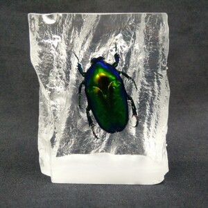Real Beetle In Resin Paperweight (Green Cetonid)