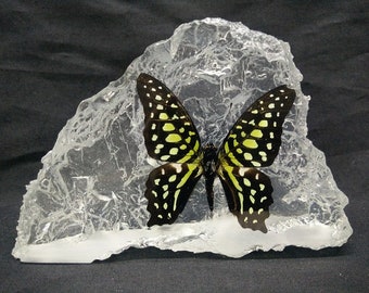 Lot of 2 Tailed Jay Butterfly Graphium Agamemnon Folded Real Insect Taxidermy 
