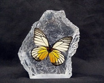 Paperweight With Real Butterfly Red Spot Sawtooth