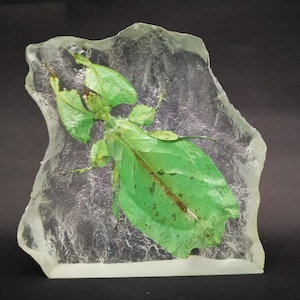 Leaf Insect In Resin (Phyllium Giganteum)