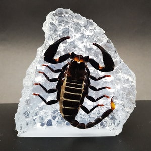 Real Scorpion In Resin Paperweight