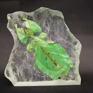 Leaf Insect In Resin Phyllium Giganteum image 2