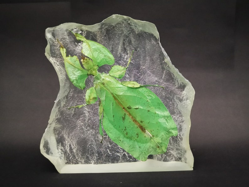 Leaf Insect In Resin Phyllium Giganteum image 2