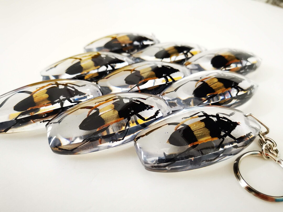 Real Beetle Key Chain Yellow Longhorn - Etsy