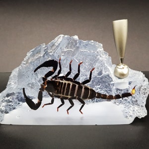 Real Scorpion In Resin Paperweight