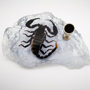 Real Scorpion In Resin Paperweight