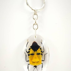 Real Beetle Key chain (Human Face Bug)