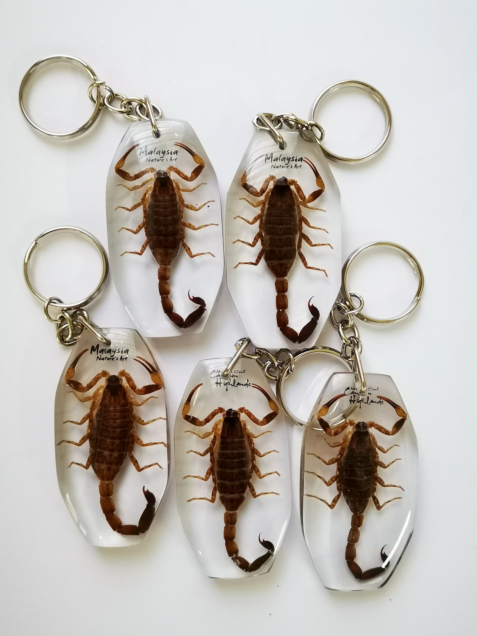 Real Scorpion Key Chain Etsy