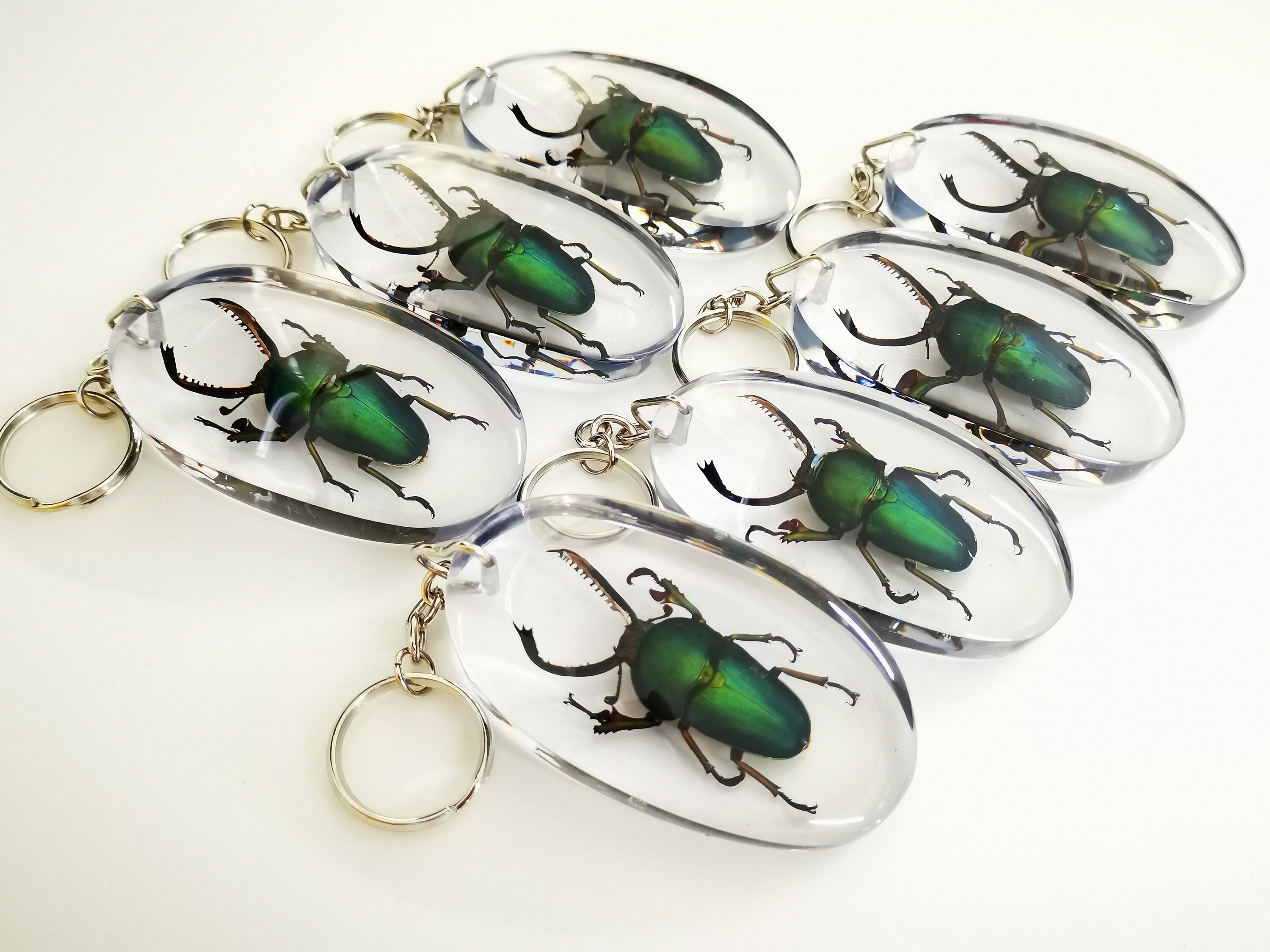 Real Beetle Key Chain (green Stag) - Etsy
