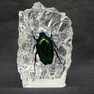 Real Beetle In Resin Paperweight (Large Green Cetonid)